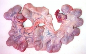 Pork uterus