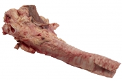 Trachea